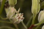 Florida cacalia